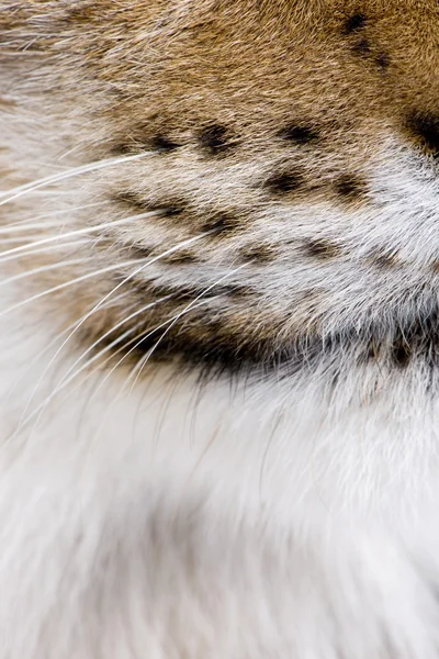 Close-up de Eurasian Lynx whiskers, Lynx lynx, 5 anos — Fotografia de Stock