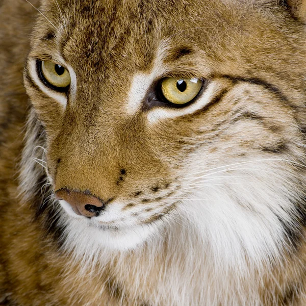 Ryś - Lynx lynx (5 lat) — Zdjęcie stockowe