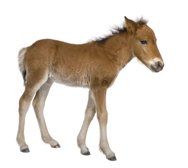 Foal (4 semanas de edad ) —  Fotos de Stock
