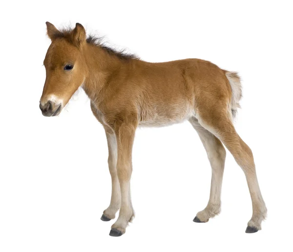 Foal (4 weeks old) — Stock Photo, Image