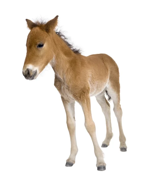 Portrait of foal, 4 weeks old, standing in front of white backgr — Stock Photo, Image