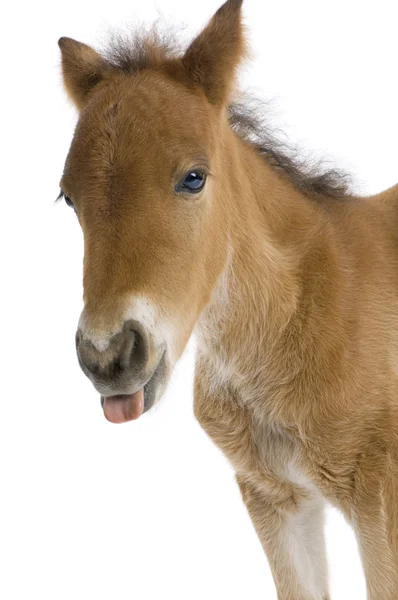 一匹小马驹头伸出他的舌头 (4 周龄的特写镜头) — 图库照片