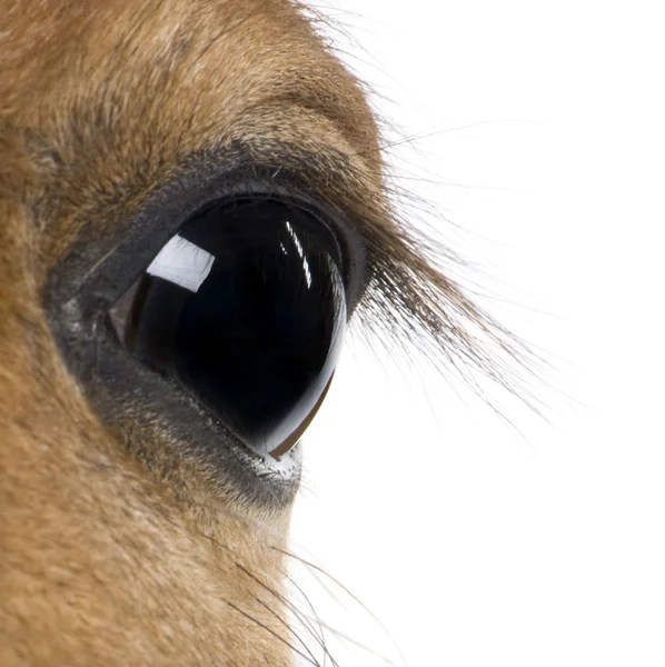 Крупный план глаз жеребенка, 4 недели от роду, перед белой задницей — стоковое фото