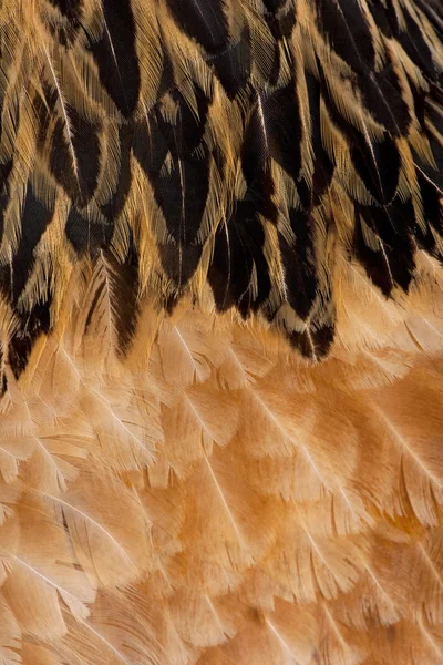 Close-up on feathers — Stock Photo, Image