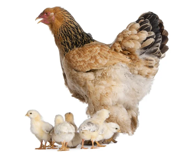 Brown Brahma Hen y sus polluelos frente a un fondo blanco — Foto de Stock