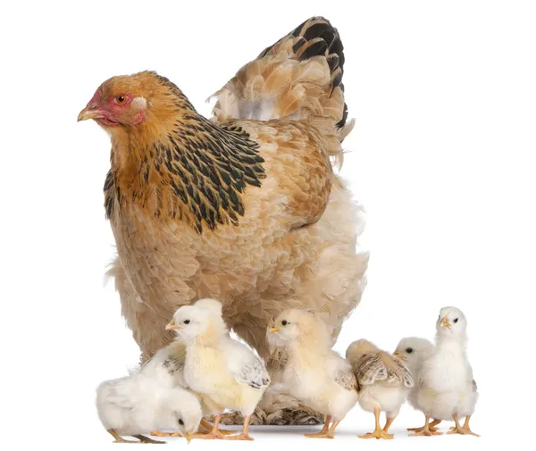 Brown Brahma Hen and her chicks in front of a white background — Stock Photo, Image