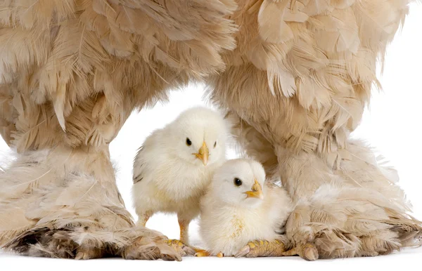 棕色梵天母鸡和她小鸡 — 图库照片