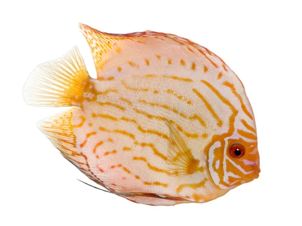 Disco de sangue de pombo (peixe) - Symphysodon aequifasciatus — Fotografia de Stock