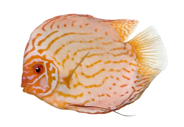 鳩血円盤投げ (魚) - 熱帯魚の一種 aequifasciatus — ストック写真