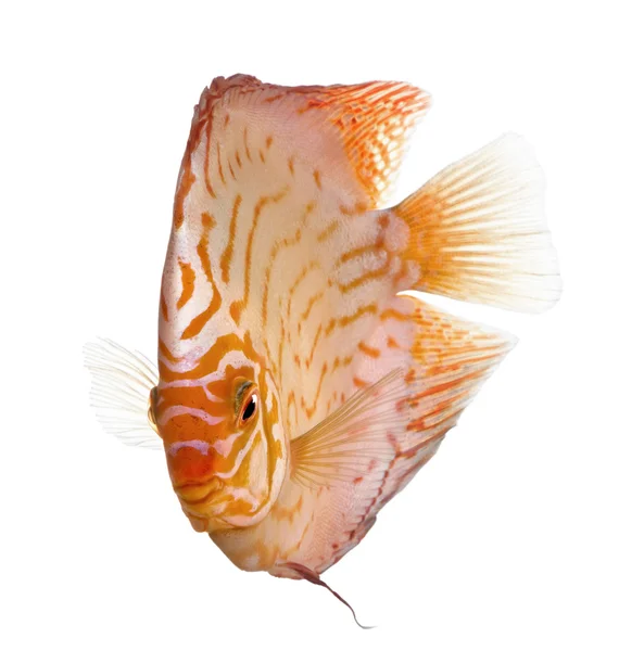 Голубь Blood Discus (рыба) - Symphysodon aequifasciatus — стоковое фото