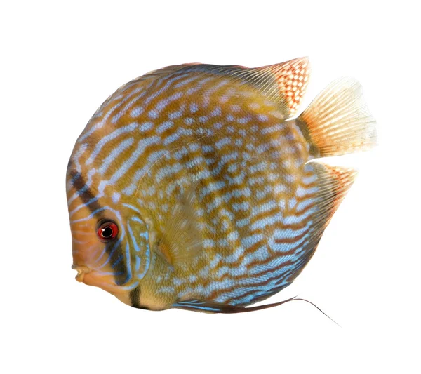Roter türkisfarbener Diskusfisch, symphysodon aequifasciatus, Studiofisch — Stockfoto