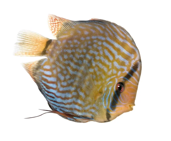 Röd turkos diskus (fisk) - Symphysodon aequifasciatus — Stockfoto