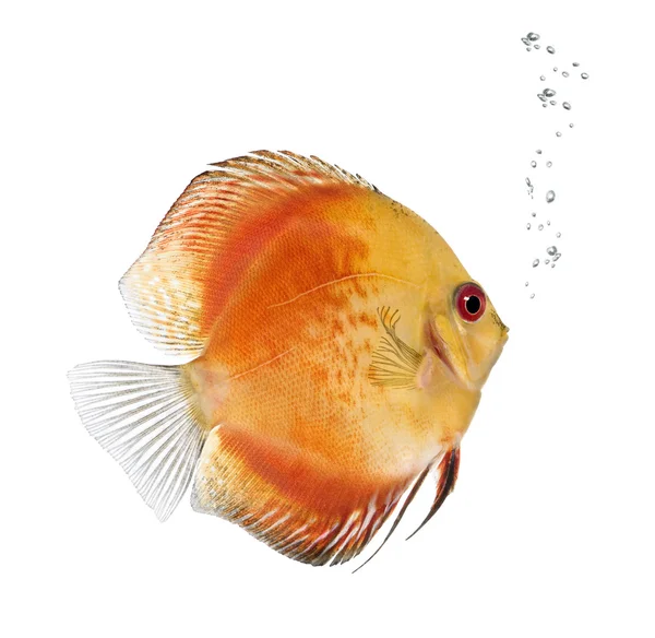 Fire Red Discus fish, Symphysodon aequifasciatus, studio shot — Stock Photo, Image