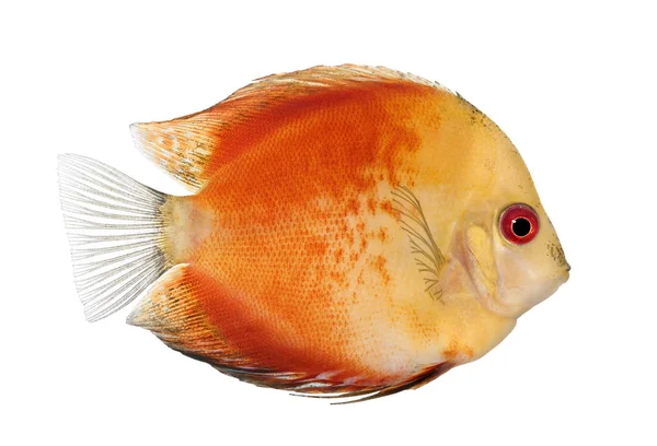 stock image Fire Red Discus (fish) - Symphysodon aequifasciatus