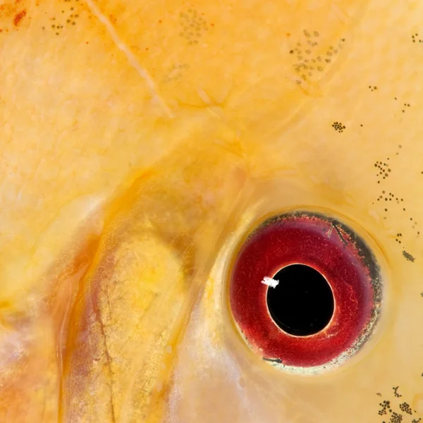 Крупним планом на риб'ячому оці — стокове фото