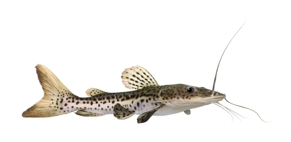 Catfish - Pseudoplatystoma fasciatum — Stock Photo, Image