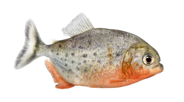 Vista lateral de um peixe Piranha - Serrasalmus nattereri — Fotografia de Stock