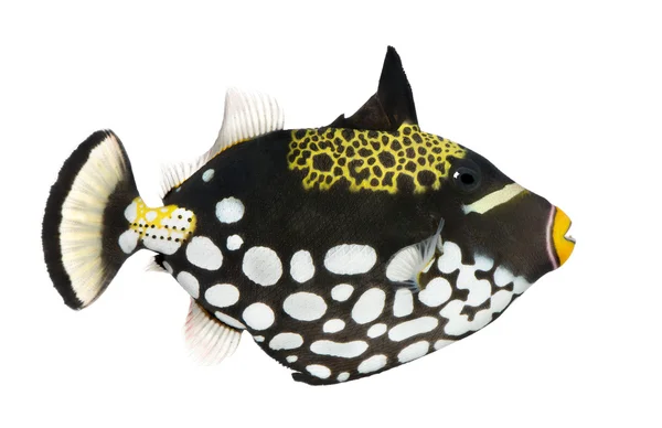 Clown triggerfish - Balistoides conspicillum — Stock Photo, Image