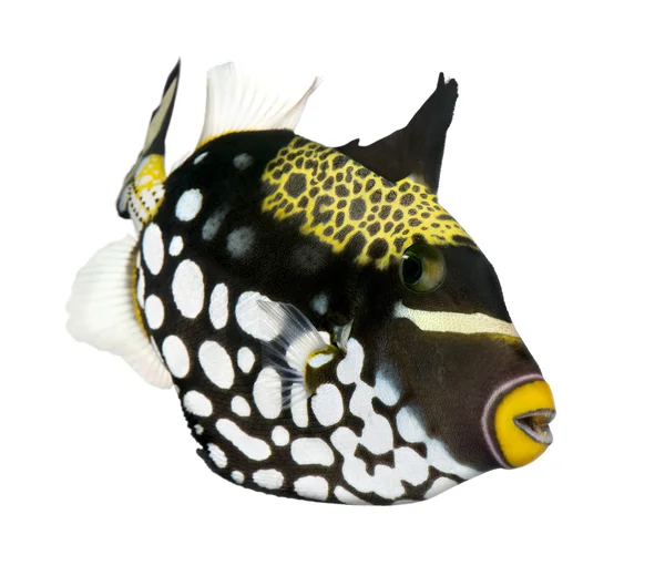 Palyaço triggerfish (balık) - Balistoides conspicillum — Stok fotoğraf