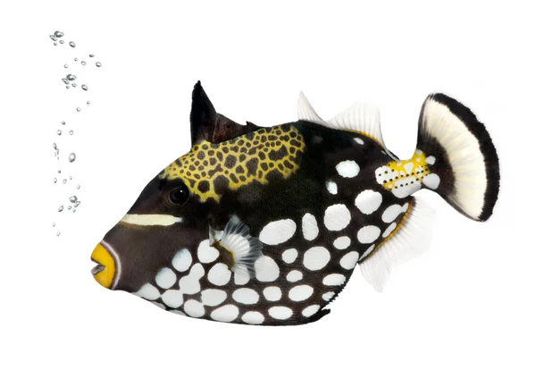 Palyaço triggerfish, balistoides conspicillum, stüdyo vurdu — Stok fotoğraf