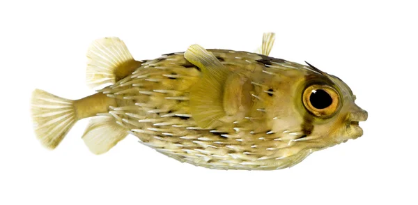 Pez erizo de columna larga también conocido como pez globo espinoso - Diodon —  Fotos de Stock