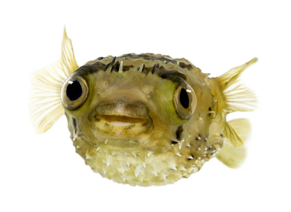 Pesce porcospino a spina lunga noto anche come pesce palloncino spinoso - Diodon — Foto Stock