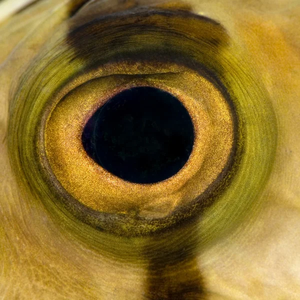 Primo piano su un occhio di pesce — Foto Stock