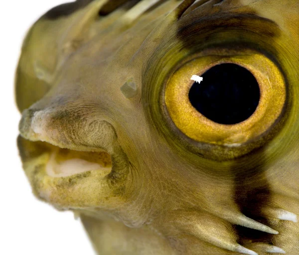 Uzun boyun porcupinefish, dikenli balloonfish - diodon da biliyorum — Stok fotoğraf