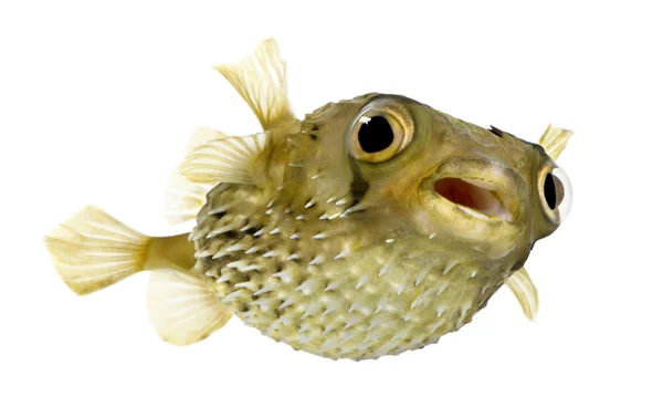 긴 척추 porcupinefish 또한 가시 balloonfish-Diodon로 알으십시오 — 스톡 사진