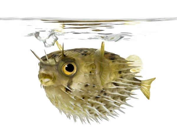 Dlouho páteře porcupinefish také znám jako ostnaté balloonfish - diodon — Stock fotografie