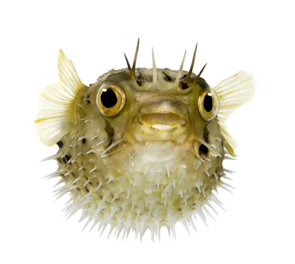 作为多刺 balloonfish-鱼虎也知道长脊柱 porcupinefish — 图库照片