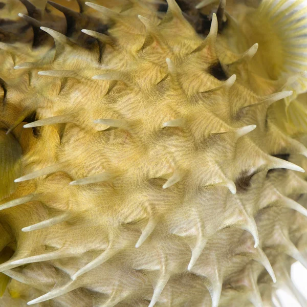 노란 긴 척추 porcupinefish (물고기의 피부에 근접) — 스톡 사진