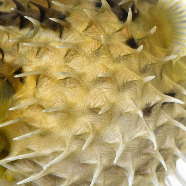 Close-up on a skin of a yellow Long-spine porcupinefish (fish)
