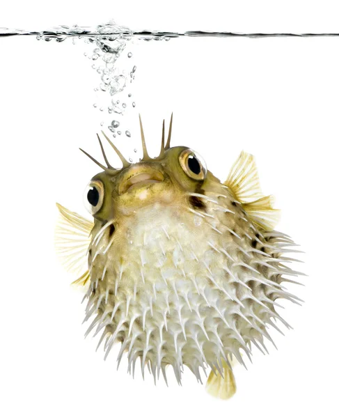 Lång-spine porcupinefish (fisk) simning under vattenlinjen — Stockfoto