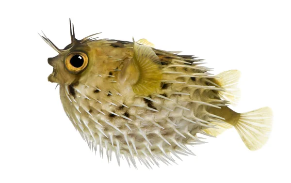 Lange-spine Egelvissen ook bekend als Acomys balloonfish - diodon — Stockfoto