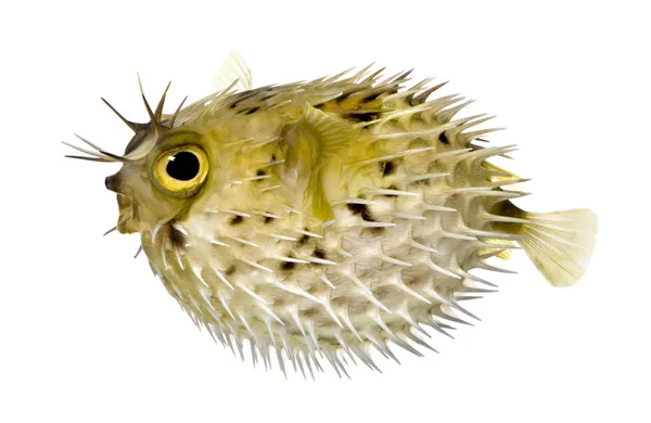 Uzun boyun porcupinefish, dikenli balloonfish - diodon da biliyorum — Stok fotoğraf