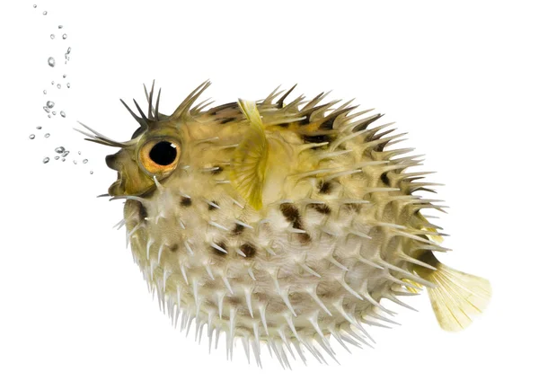 Lång ryggrad Igelkottfisk vet också som taggig balloonfish (fisk) - — Stockfoto