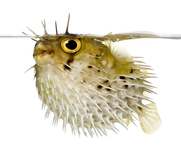 Long-spine porcupinfish also know as spiny balloonfish - Diodon — стоковое фото
