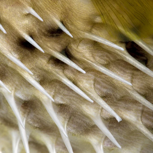 El primer plano sobre la piel de amarillo La espina dorsal larga porcupinefish (el pez ) — Foto de Stock