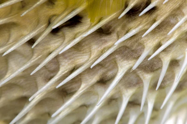 黄色的长脊柱 porcupinefish (鱼皮肤上特写) — 图库照片