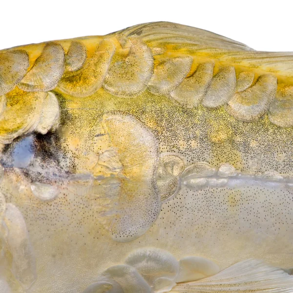 Sfondo strutturato: scala gialla del pesce — Foto Stock