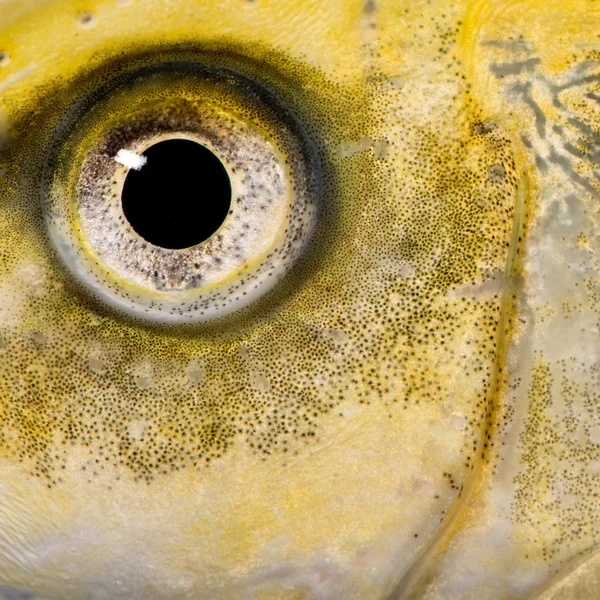 Close-up on the eye of a yellow fish — Stock Photo, Image