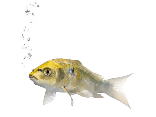 Yellow Koi ogon fish, Cyprinus Carpio, studio shot — Stock Photo, Image