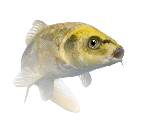黄色鯉黄金のコイ — ストック写真