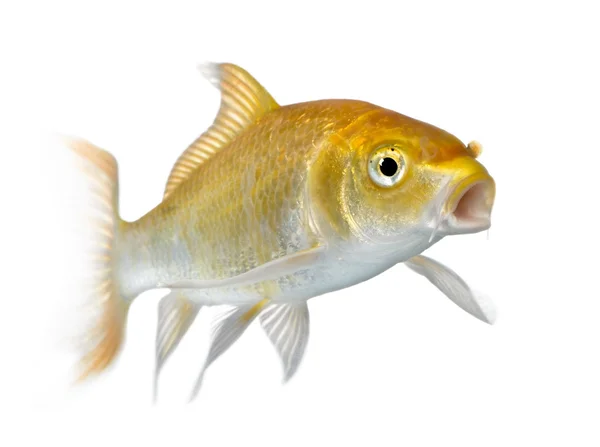 Yellow carp — Stock Photo, Image