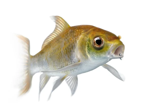 Peixe carpa amarelo com piercing na boca nadando contra costas brancas — Fotografia de Stock