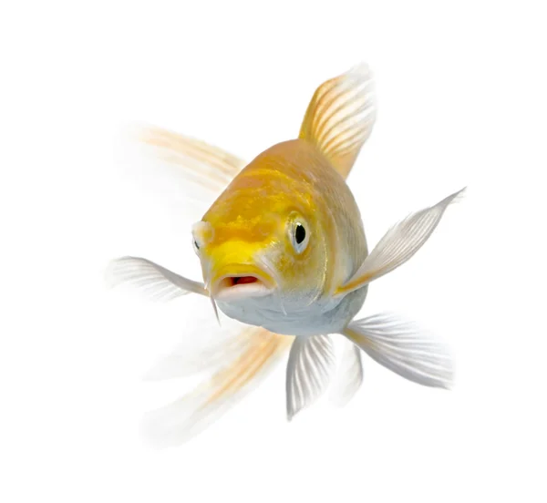 黄色の鯉 — ストック写真