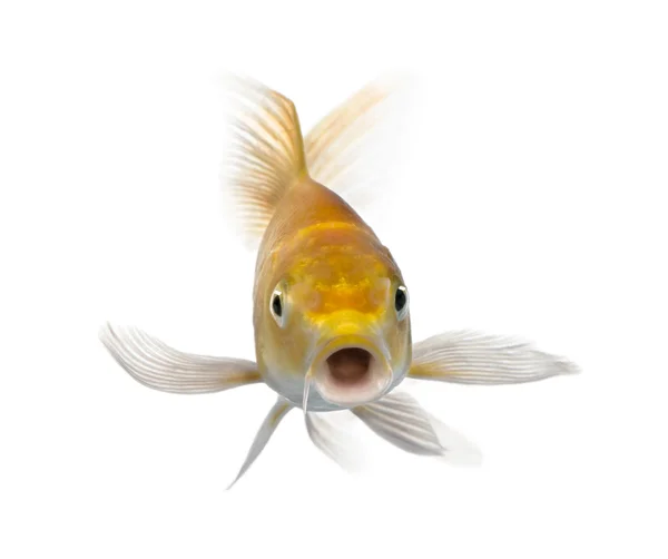 黄色鲤鱼 — 图库照片
