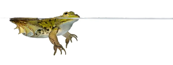 Frog floating in water — Stock Photo, Image