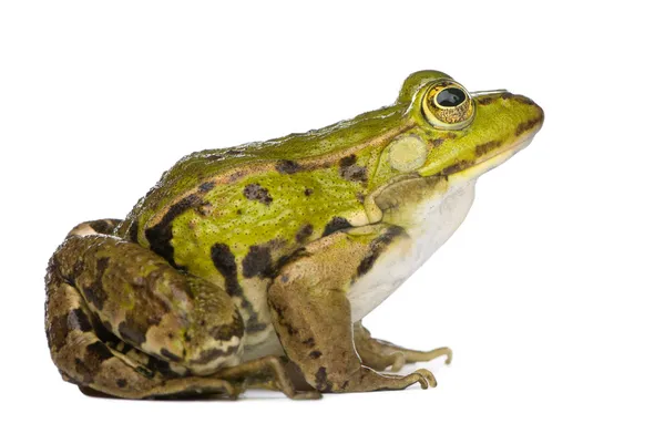 食用蛙-林蛙生态学研究进展 — 图库照片